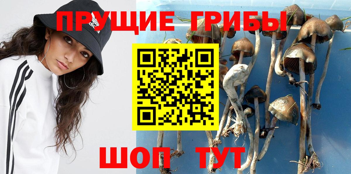 Михайловск  Псилоцибиновые грибы ЛСД  Вход с VPN 