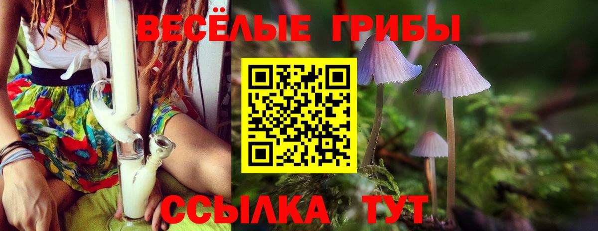 Псилоцибиновые грибы Psilocybine cubensis Михайловск